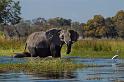 075 Okavango Delta, olifant